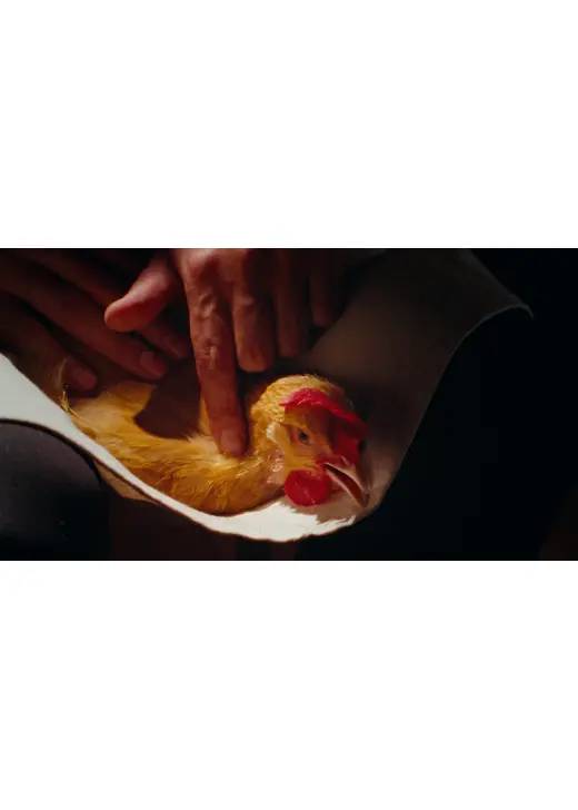 鶏／The Chicken