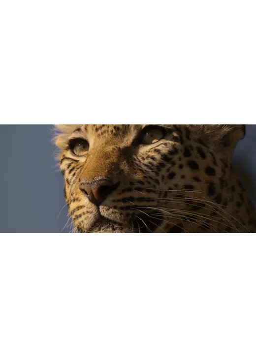 ヒョウと生きる