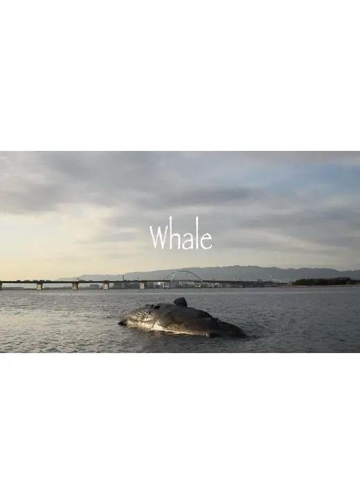 Whale