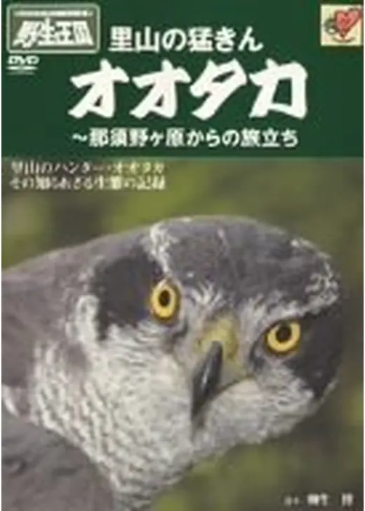里山の猛きんオオタカ　那須野ヶ原からの旅立ち